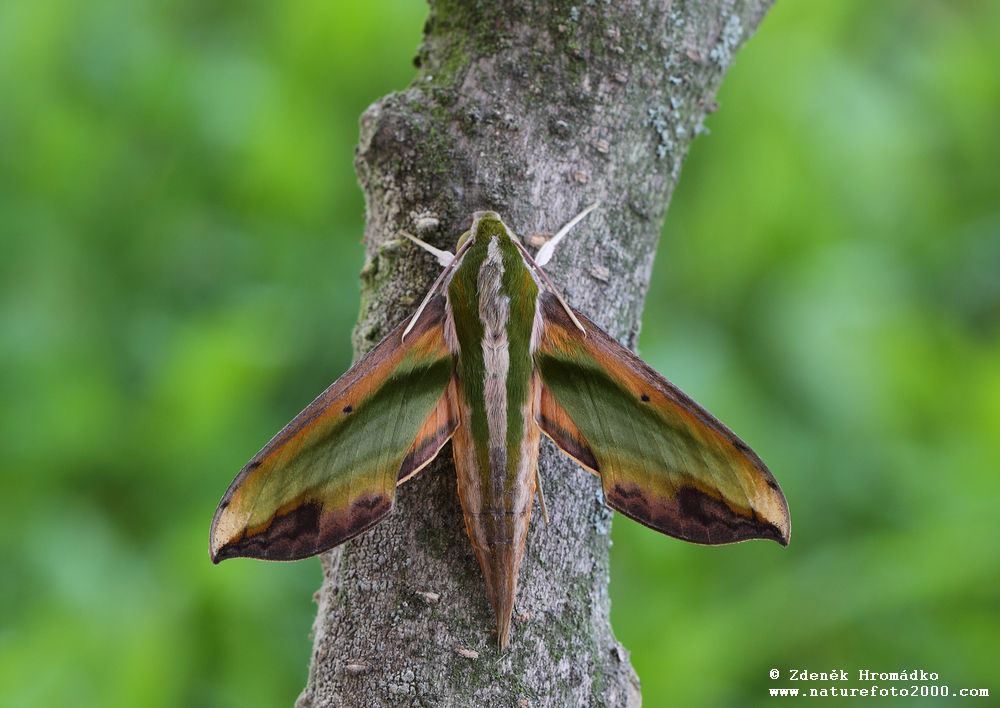 , Pergesa acteus (Butterflies, Lepidoptera)